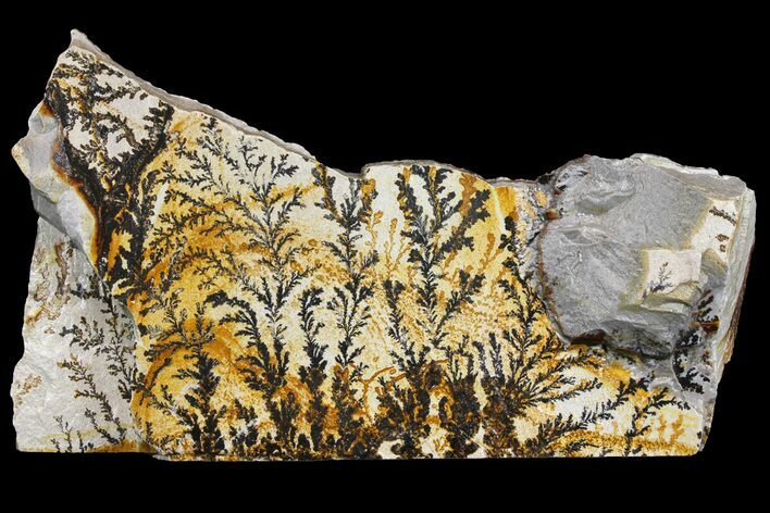 Dendrites On Limestone - Utah #169429